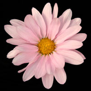 Sarah Allen 2008 Mum Winner